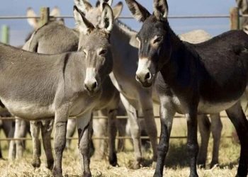 ECC orders monitoring to stop donkey meat, hides entering food chain