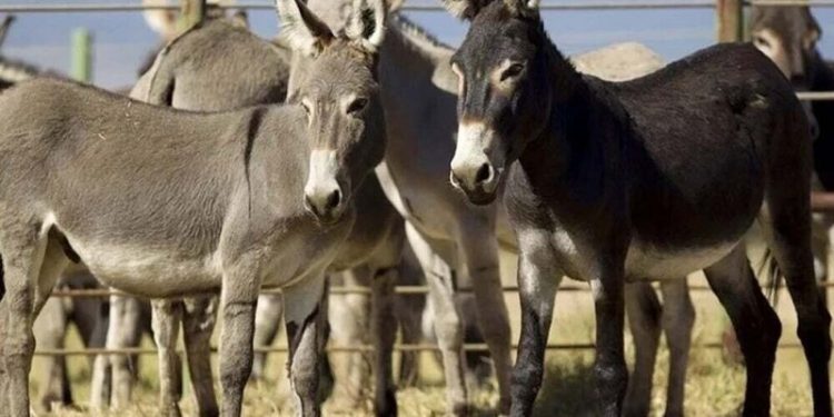 ECC orders monitoring to stop donkey meat, hides entering food chain