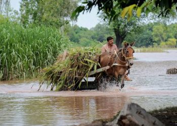 Flour to get Expensive?Floods in Pakistan’s Punjab Destroyed 30% of Country’s Wheat Stocks