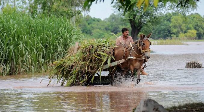 Flour to get Expensive?Floods in Pakistan’s Punjab Destroyed 30% of Country’s Wheat Stocks