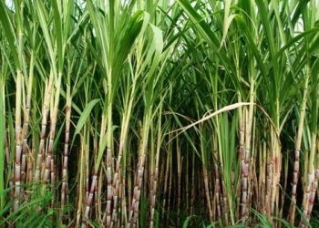 India allows production of ethanol from sugarcane juice, molasses