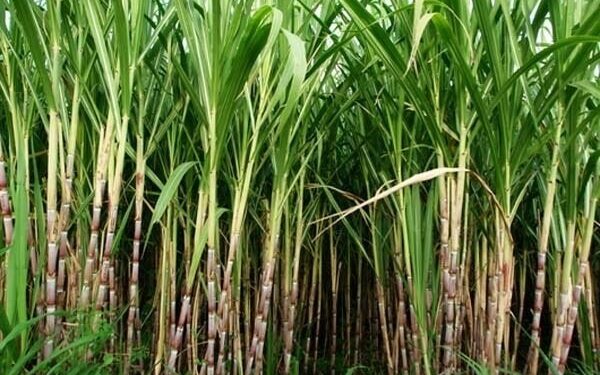 India allows production of ethanol from sugarcane juice, molasses