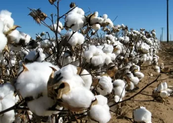 Rains, heatwaves pose serious threats to overall cotton production: report