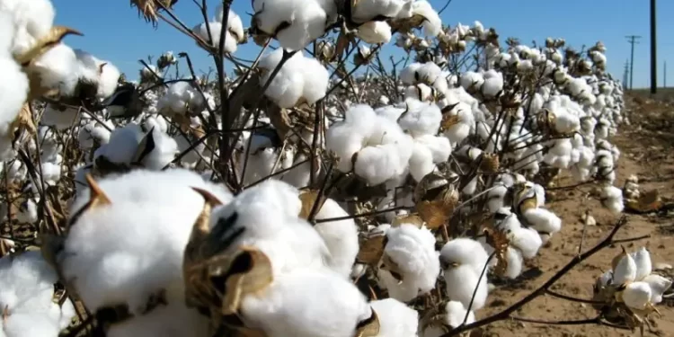 Rains, heatwaves pose serious threats to overall cotton production: report