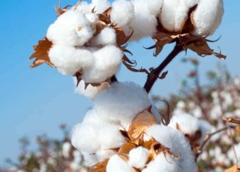 Subdued business on cotton market
