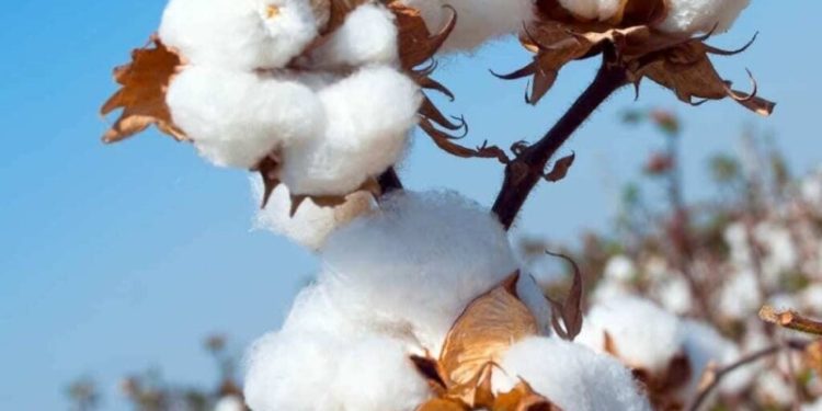 Subdued business on cotton market