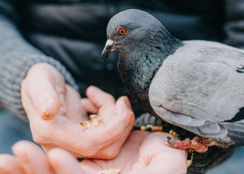 1,000 Riyal Fine Announced for Feeding Pigeons in Makkah, Madinah