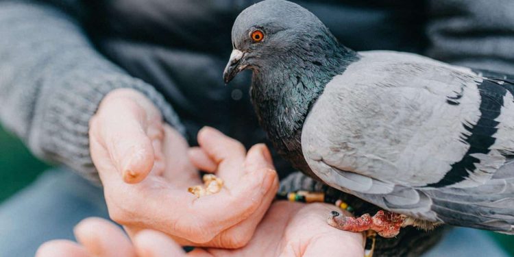 1,000 Riyal Fine Announced for Feeding Pigeons in Makkah, Madinah