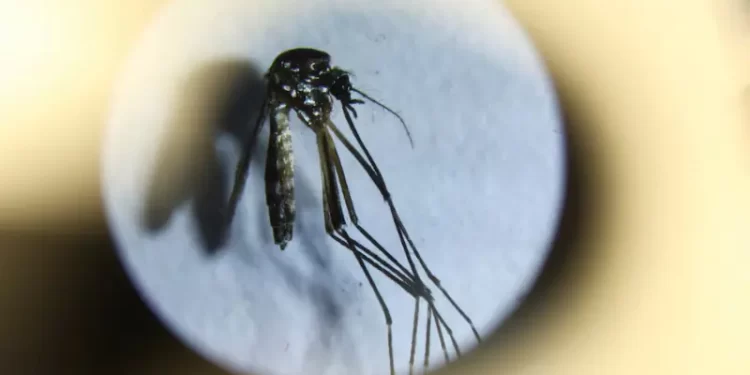 At least 71 new dengue cases confirmed in KP; experts link rise to climate change