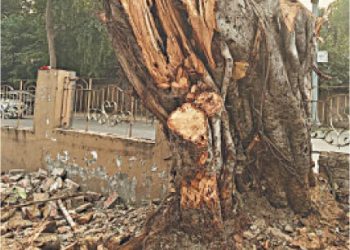 Authorities under fire for felling old banyan tree in Lahore Cantt