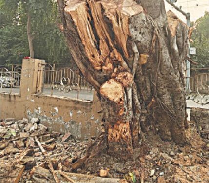 Authorities under fire for felling old banyan tree in Lahore Cantt