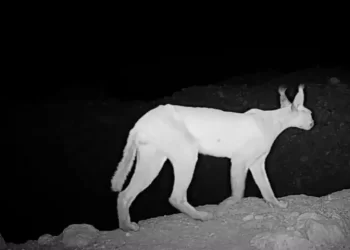 Caracal sightings offer hope as Pakistan’s rare wild cat nears local extinction