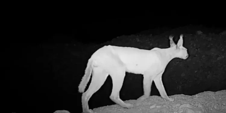 Caracal sightings offer hope as Pakistan’s rare wild cat nears local extinction