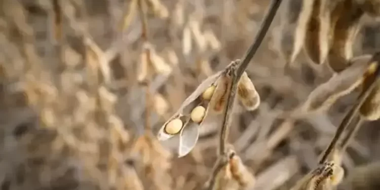 Chicago soybeans set for best weekly gain in 10 on trade optimism
