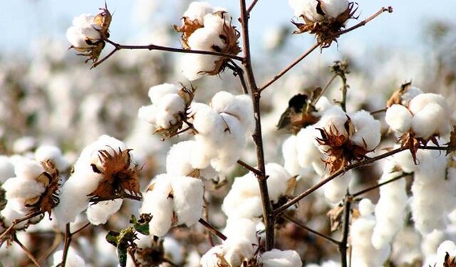 Cotton crop arrivals moving towards gradual moderation