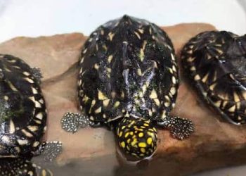 Govt Starts Rs. 90 Million Project to Protect Sea Turtles