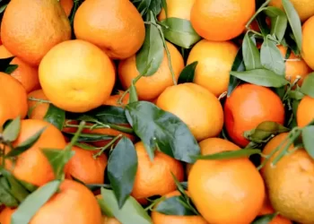 Govt committed to boosting citrus exports through value addition, says Jam