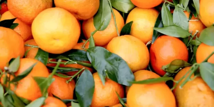 Govt committed to boosting citrus exports through value addition, says Jam