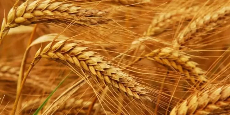 India raises wheat purchase price by 6.6% to boost output