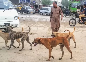 Islamabad residents urge authorities to intensify action against surge in stray dog population