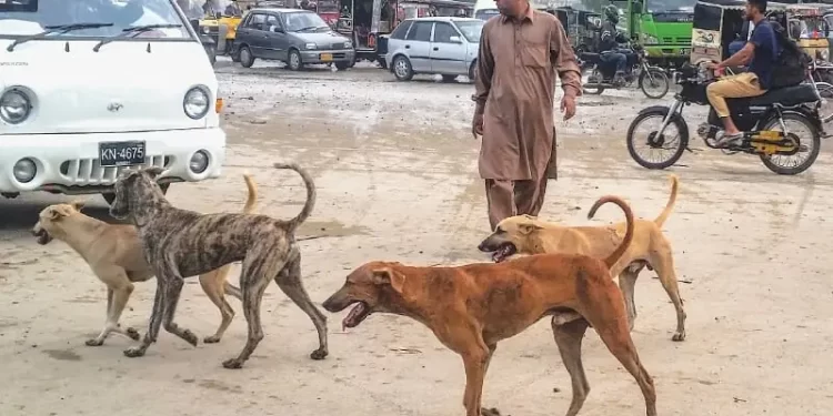 Islamabad residents urge authorities to intensify action against surge in stray dog population