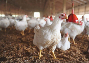 Minister assures poultry sector of tax relief