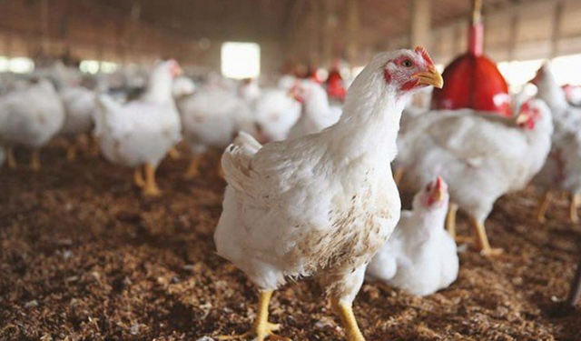 Minister assures poultry sector of tax relief