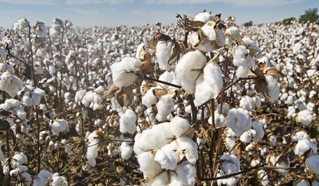 Modest business on cotton market