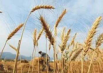 PPP reaffirms commitment to farmers