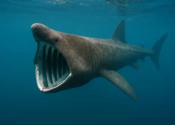 Pakistan to launch national action plan to protect endangered sharks in Arabian Sea