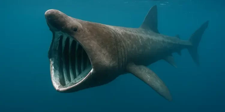 Pakistan to launch national action plan to protect endangered sharks in Arabian Sea