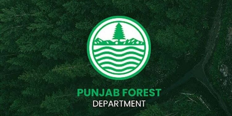 Punjab Forest Dept moves to boost silk output, cut Rs112bn imports