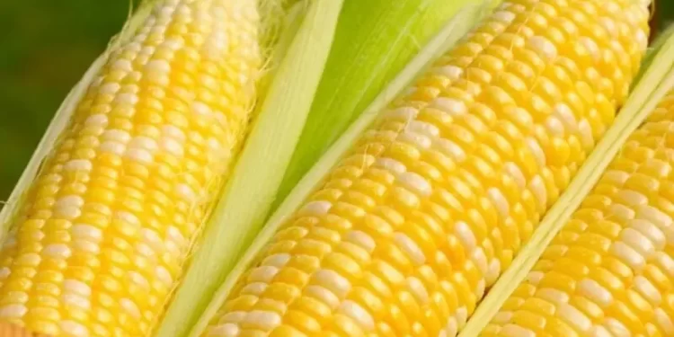 Soybeans below $10/bushel for 1st time in seven weeks; corn, wheat down