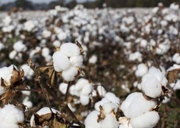 Spot rate sheds Rs100 per maund