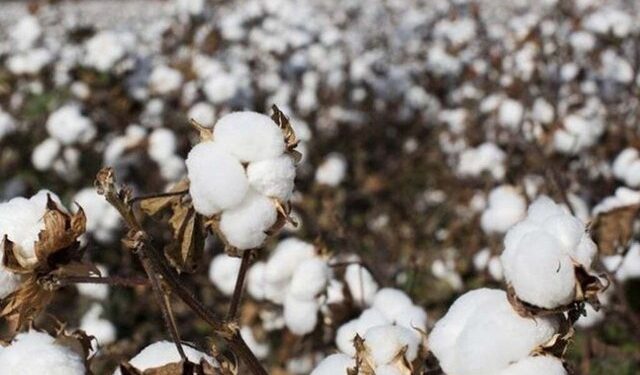 Spot rate sheds Rs100 per maund