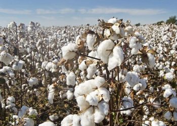 Weekly Review: Positive production report fails to calm cotton market