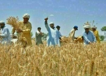 Wheat support price: Farmers threaten to launch nationwide protests
