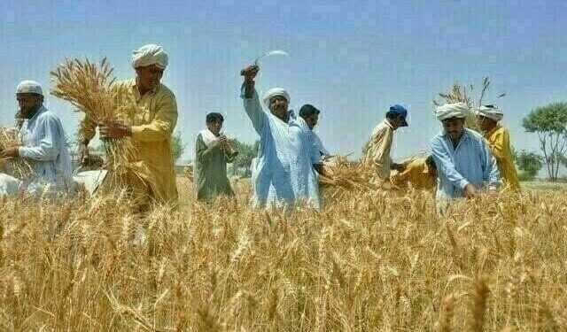 Wheat support price: Farmers threaten to launch nationwide protests