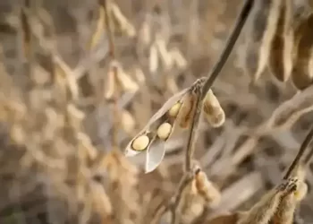 CBOT soybeans set for strongest week since April on China buying agreement