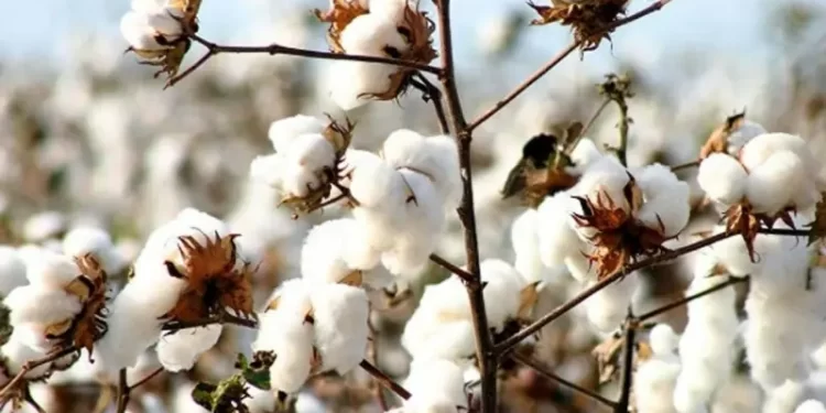 India’s cotton imports to hit record high on duty exemption, low output