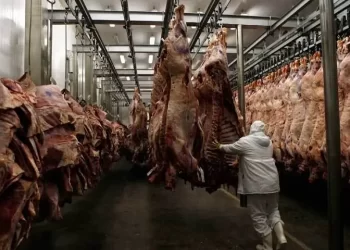Study completes for setting up joint slaughterhouse in twin cities