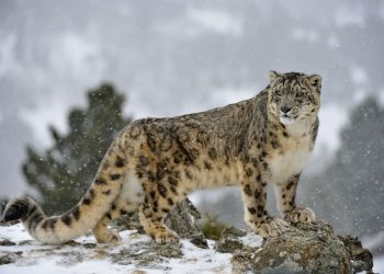 Wild Snow Leopard Returns to Chitral Highlands After Years