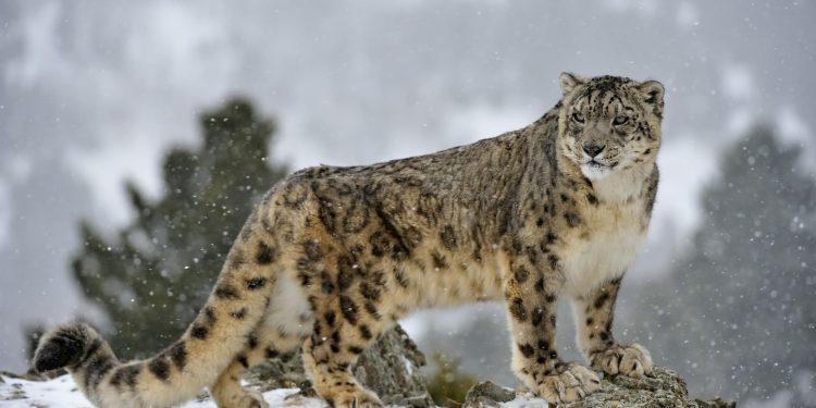 Wild Snow Leopard Returns to Chitral Highlands After Years