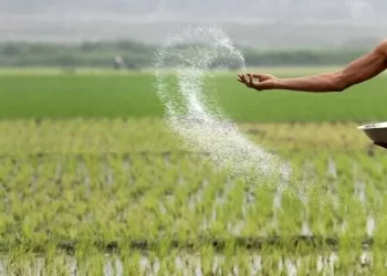 Fake and low-quality pesticides plague Punjab, Sindh, finds CCP report