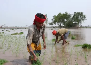 India’s domination of global rice trade stokes looming water crisis