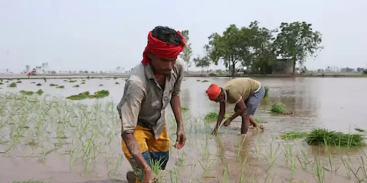 India’s domination of global rice trade stokes looming water crisis