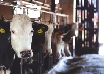 Milk producer Ghani Dairies plans to raise Rs2.5bn via IPO