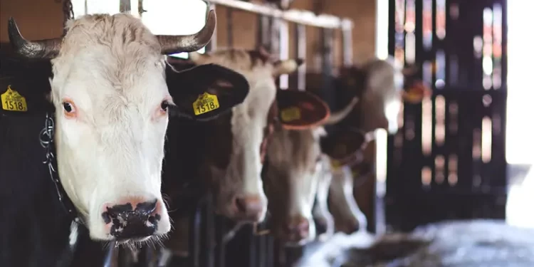 Milk producer Ghani Dairies plans to raise Rs2.5bn via IPO