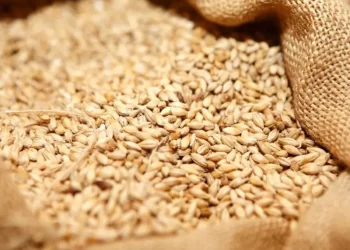 Millers seek immediate wheat stocks release