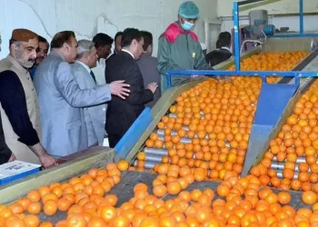 Pakistan Exports 6,000 Tonnes of Kinno to Middle East, Sri Lanka, and Phillipines in Just 10 Days